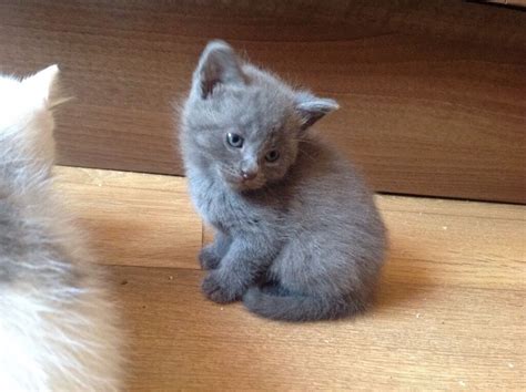 Three are black & white and two are all black. Grey kittens | in Southampton, Hampshire | Gumtree