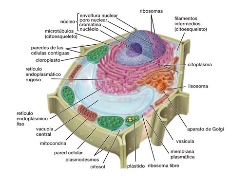 Estructura Y Funci N De Los Organelos Celulares