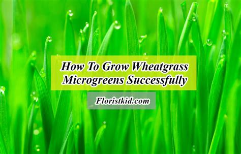 How To Grow Wheatgrass Microgreens Successfully Florist Kid