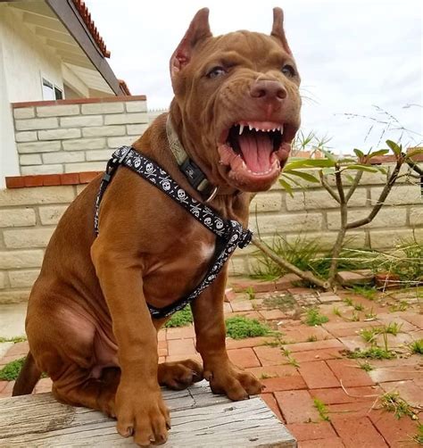 Very Angry Pitbull Pets Pitbulls American Pitbull Terrier