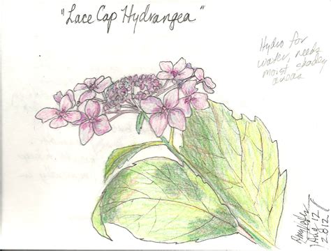 Amy's Art Journal: Bunchberry & Hydrangea
