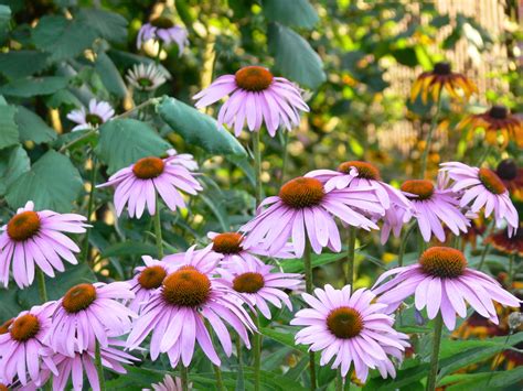 Here are some more high quality images from istock. The Blue Iris: Coneflowers / Echinacea
