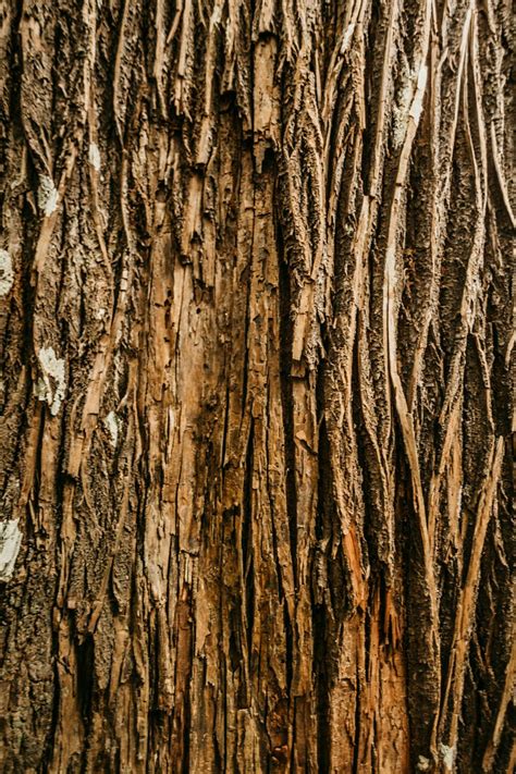 Dry Moldering Tree Bark In Forest · Free Stock Photo