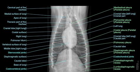 Radiographs Of The Dog Normal Anatomy Vet Anatomy