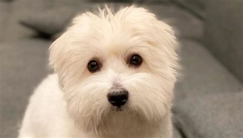 How Much Does A Coton De Tulear Cost Pettime