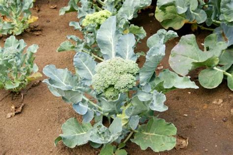 How To Plant And Grow Broccoli Harvest To Table