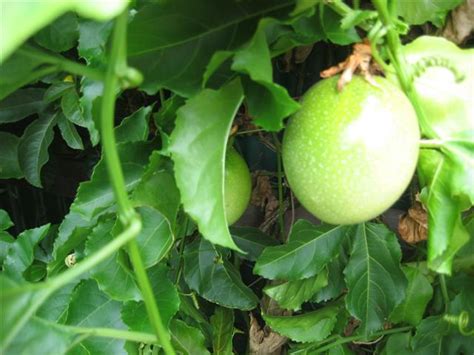 The passion fruit is subtropical and is found at higher elevations in the tropics. Daleys Fruit Tree Blog: Passionfruit - Fast Growing