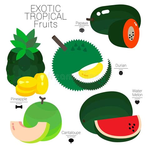 Tropical Fruits Stock Vector Illustration Of Core Peel 51660599