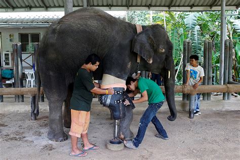 Thai Elephants Injured In Landmine Explosions Given Prosthetic Legs
