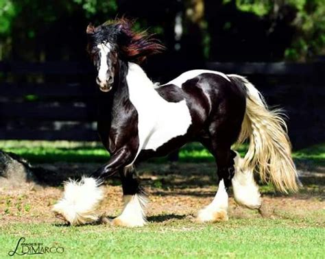 Majestic Horses Majestic Animals Beautiful Horses