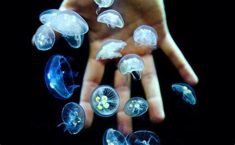 All You Need To Know About Jellyfish Diet Mogul