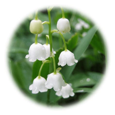 Lily Of The Valley Transparent Background Free Psd Templates Png