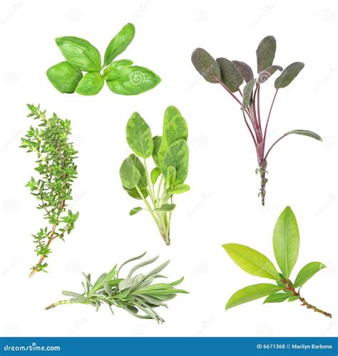 Herb Leaf Selection Royalty Free Stock Photos Image 6671368