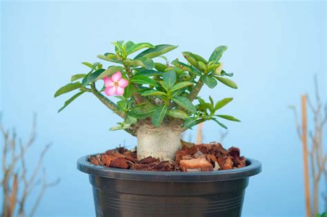 Adenium Arabicum Desert Rose Care Guide 2024 Garden Pals