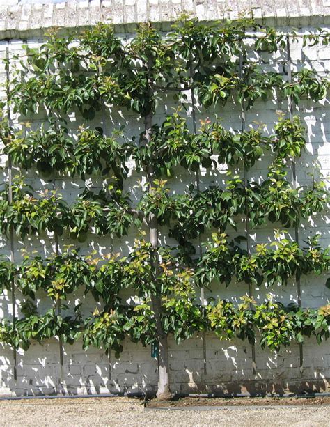 The Home Daybook Espalier Experiment