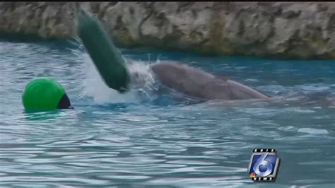 Texas State Aquarium Conducts Dolphin Research Youtube