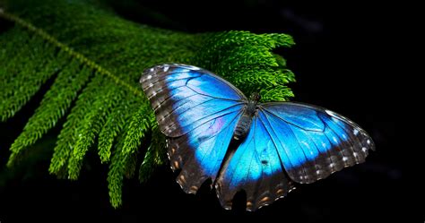 Video The Morpho Butterflys Blue Isnt What It Seems Wired