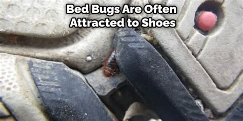 How To Treat Shoes For Bed Bugs Step By Step Guide 2023