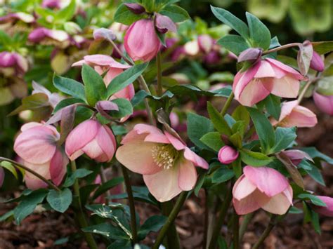 How To Grow And Care For Hellebores World Of Flowering Plants