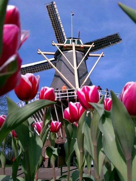 Tulips Field By A Windmill Tulip Fields Holland Fair Grounds