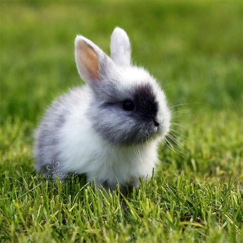 51 Best Rabbits Images On Pinterest Cutest Animals Fluffy Pets And