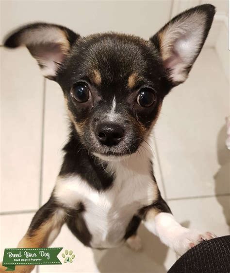 Beautiful Chihuahua Stud Dog Oxford Breed Your Dog