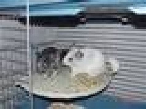 510.000 € 5+ haus zum kauf in staßfurt 120 m² · 4 zimmer. Nagetiere Allgemein Kleinanzeigen | Nagetiere Allgemein ...