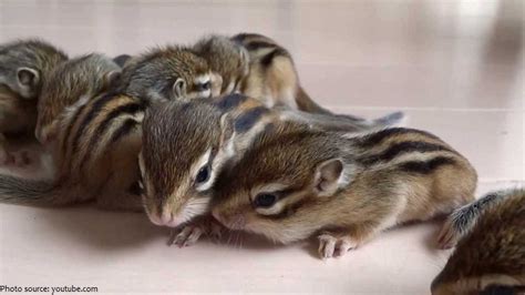 Interesting Facts About Chipmunks Just Fun Facts