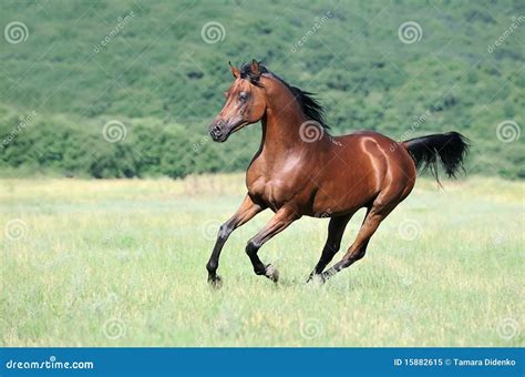 Brown Arabian Horse Running Gallop On Pasture Stock Image Image Of