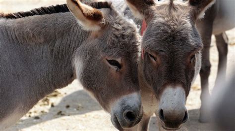 Donkeys Are South Africas Latest Hot Export To China Zimbabwe Daily