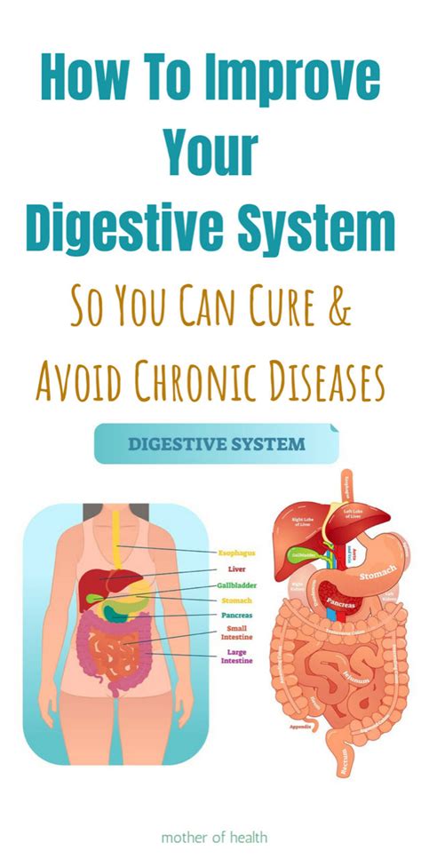 How To Improve Digestive Health Mother Of Health