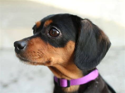 20 Miniature Pinscher Mixed Breeds Pint Sized Cuties To Cuddle With