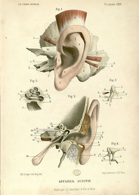 Public Domain Vintage Ear Anatomy Print Free Vintage Illustrations