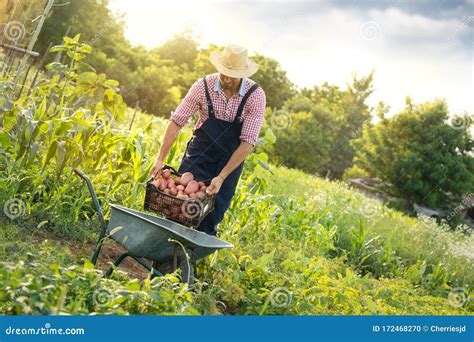 Satisfied Farmer Loading Potatoes In Wheelbarrow Stock Photo Image Of