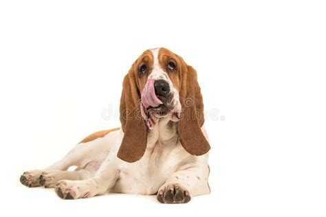 Basset Hound Lying Floor Licking Its Mouth Stock Photos Free