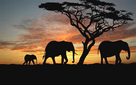 Обои животные саванна слоны закат солнца африка деревья вечер на рабочий стол