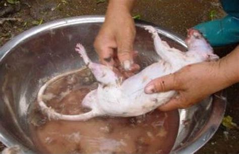 This requires providing enough food for each rat as well as ensuring water bottles are within reach of the baby rats, who are more vulnerable than adults to hunger and dehydration. Chinese Restaurant Close Down For Selling Rats In Prepared ...