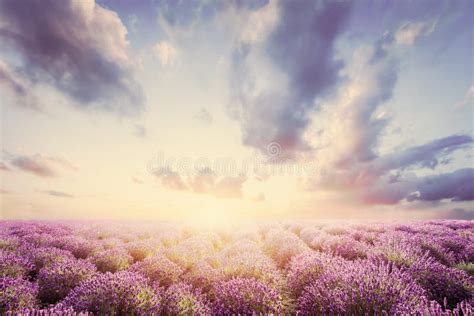 Lavender Flower Field In Full Bloom Sunny Blue Sky Stock Image Image