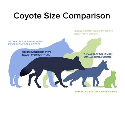 Wolf Vs Dog Size Comparison