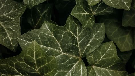 Download Wallpaper 2560x1440 Leaves Macro Dark Green