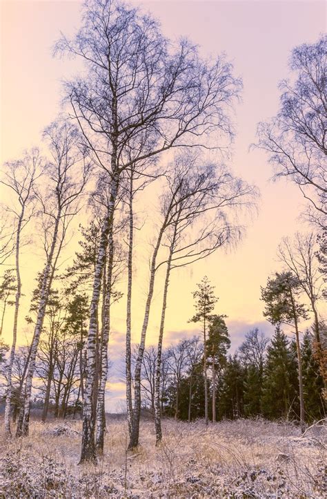 Birch Trees On Frosty Morning Free Photo Download Freeimages