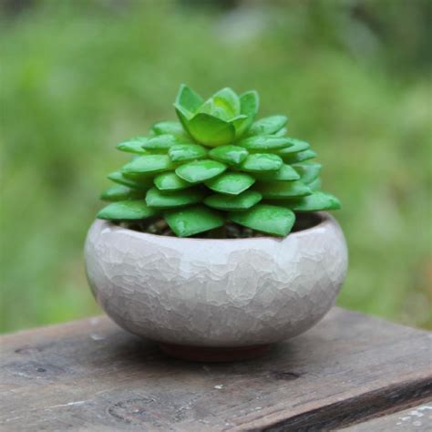 Check spelling or type a new query. 2020 Garden Planters Flower Pots Planters Microlandschaft ...