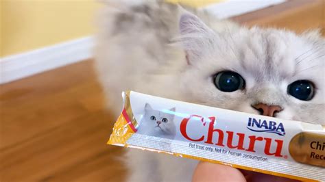 The only problem with these treats is that you have to keep them coming! Persian Cat Eats Churu Treat - Yum! - YouTube