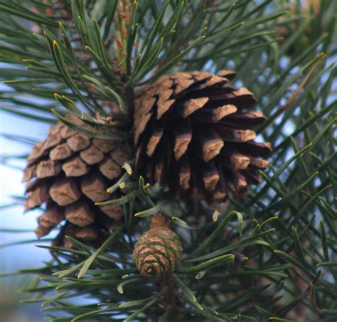 Pine Cones Scots Pine A Selection Of Pine Cones On A You Flickr