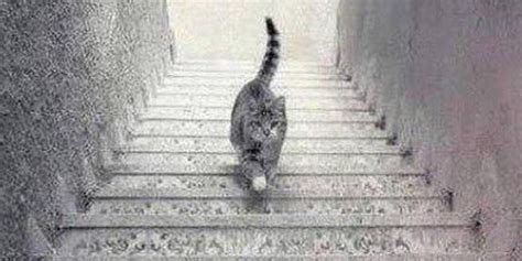 Does Anyone Know Which Way The Cat Is Going Up Or Down Catonstairs