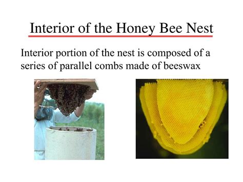 ppt honey bee biology the basis for colony management powerpoint presentation id 1803074