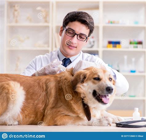 Doctor Examining Golden Retriever Dog In Vet Clinic Stock Image Image