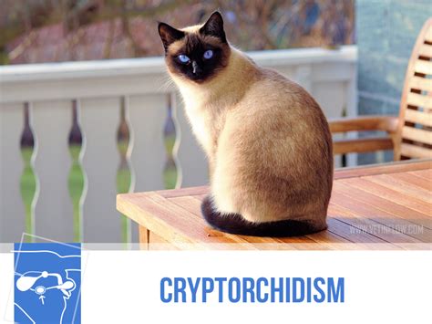 Cryptorchidism is a rarer condition in cats than it is in dogs. June | 2017 | The Pet Professionals