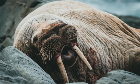 Walrus Vs Seal The Main Differences