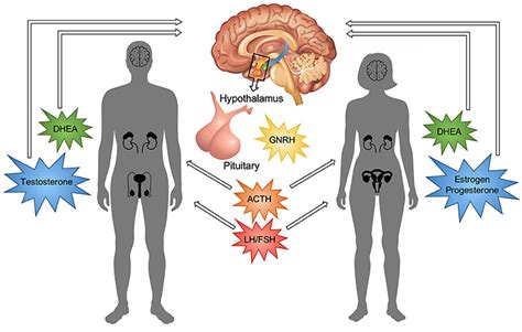 Physical Changes During Puberty Male And Female Pdf Physciq